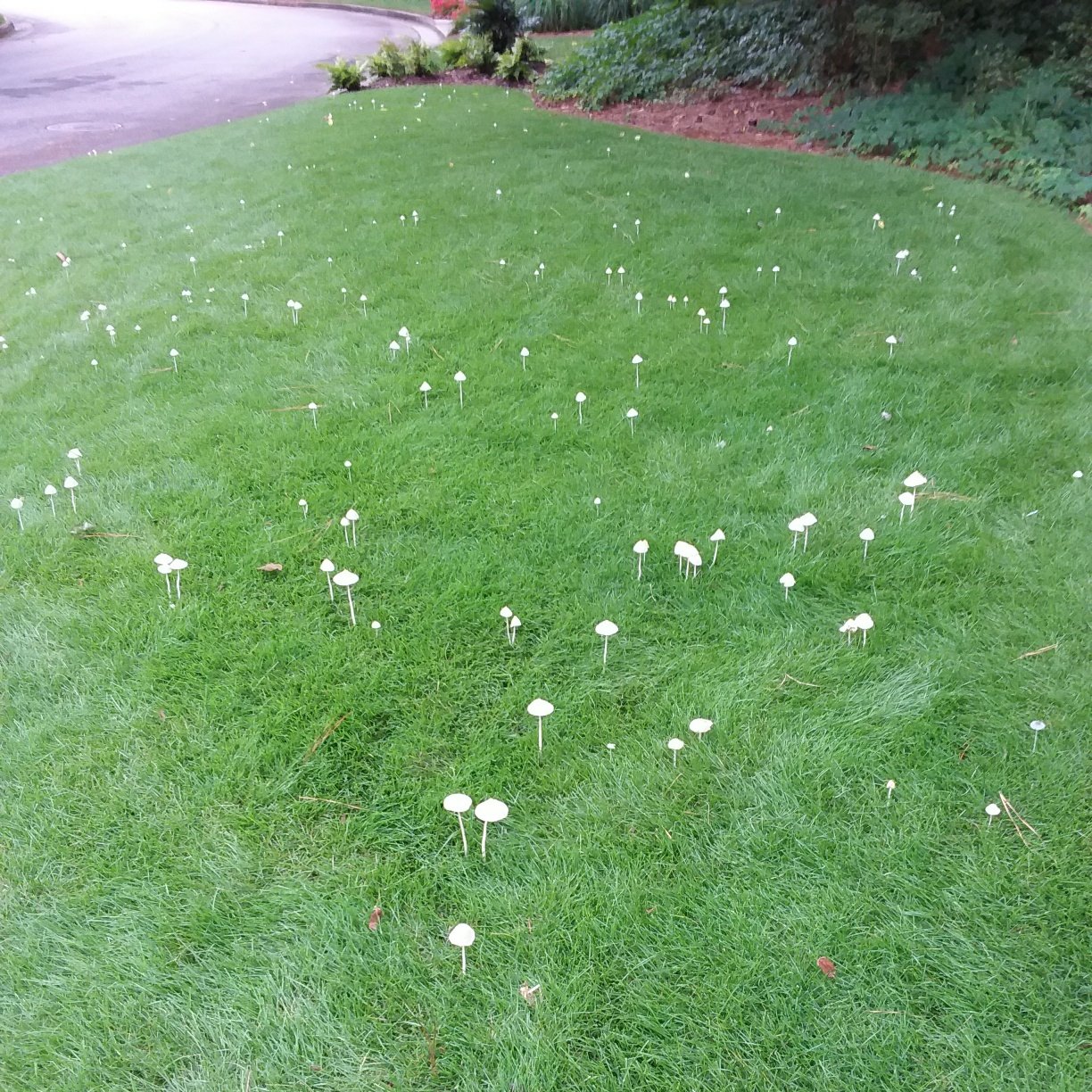 Mushrooms in the Lawn Good or Bad? Healthy Soil Tips